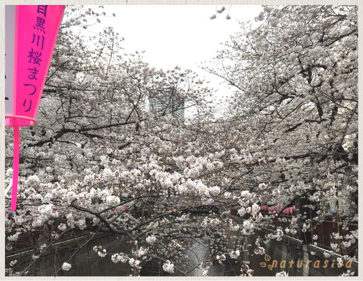 中目黒桜ライトアップ2019｜ライトアップ期間＆時間、開花予想と混雑具合、屋台やカフェ情報など